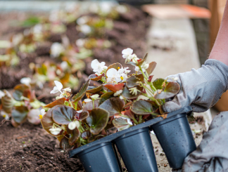 A volunteer planting flowers.